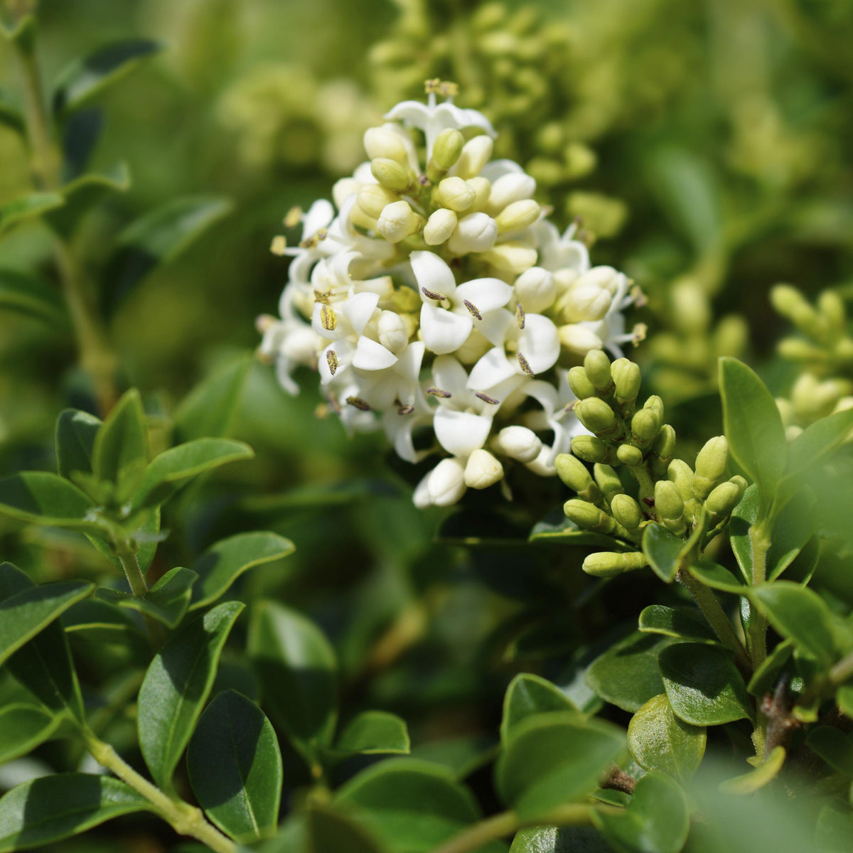 Green boutiQ - Plant op Stam - Ligustrum delavayanum - Terras Plant - Bladhoudend - Winterhard - Groen Blad - Pot 19cm Hoogte 90cm