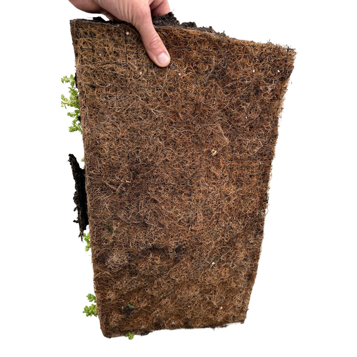 Green boutiQ - Bodembedekker - Winterhard - Sedum mat - Bestaat uit 10 soorten - X12 - Weinig Onderhoud - Lengte 50 Breedte 30