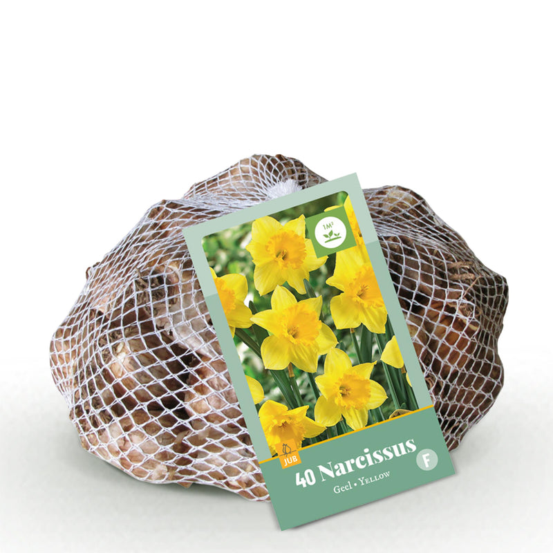 Green boutiQ - Bloembollen - Narcis Yellow - Kleur Geel - 40 stuks - Bolmaat 10/12