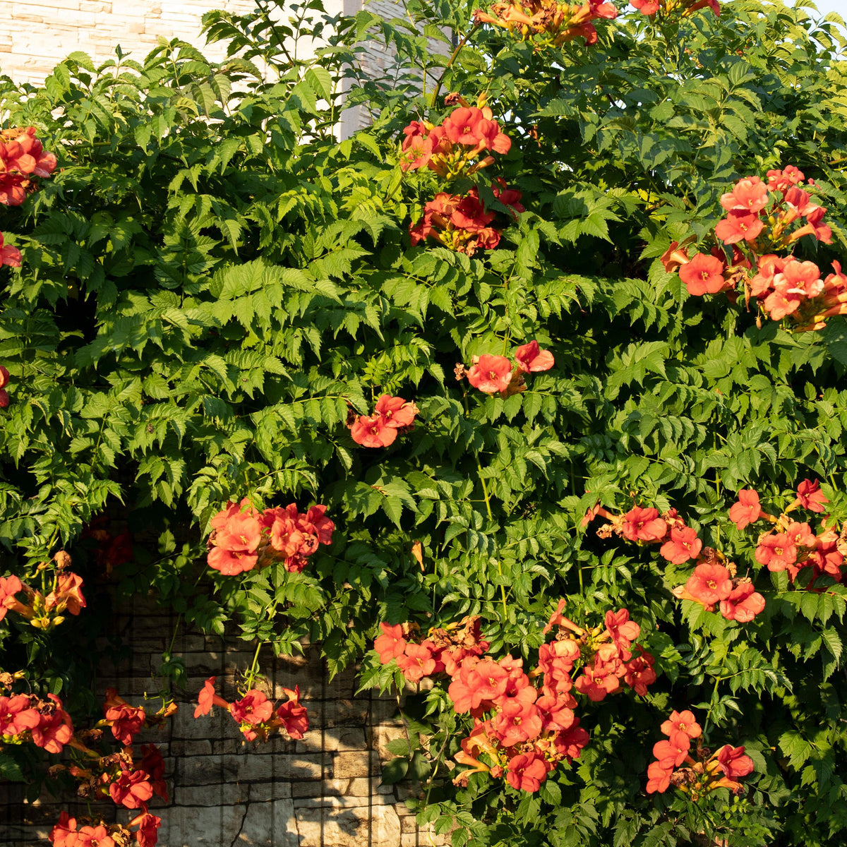 Green boutiQ - Trompetbloem - Campsis radicans Madame Galen
