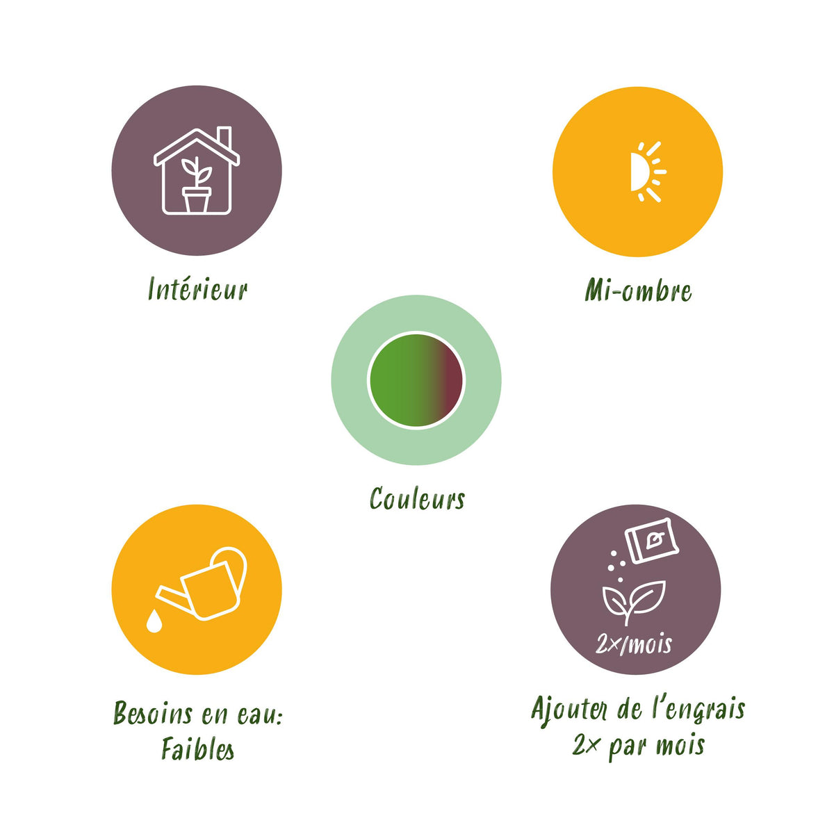 Green BoutiQ - Green is... Kamerplanten - Dracaena Sunray - Drakenbloedboom - Weinig onderhoud - met mand - Groen - 2 Planten - Pot 17cm - Hoogte 70-75cm