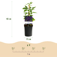 Green boutiQ - Klimplant - Clematis vit. Polish Spirit - Bloem Roze - Weinig onderhoud -2 planten -  Pot 11cm Hoogte 40cm