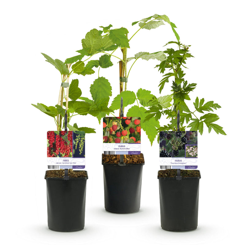 Green boutiQ - Fruit planten mix - Rode Bes, Rode Framboos, Zwarte Braam - 3 planten - Pot 11cm Hoogte 40cm