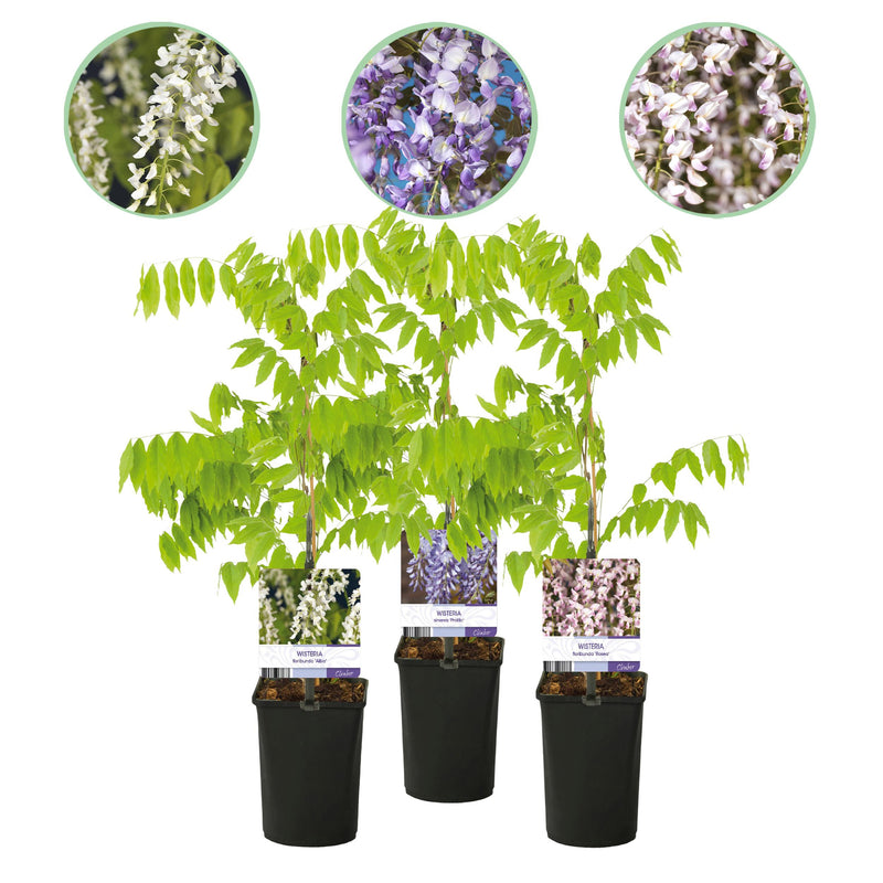 Green boutiQ - Blauwe regen - Wisteria floribunda Tricolour - Bloemen Blauw Roze Wit  - 3 planten - Pot 11cm Hoogte 40cm