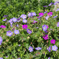 Green boutiQ - Borderpakket - Bodembedekkend - 8 Vaste planten - 1 m2 - Diversen kleuren - Weinig Onderhoud - Pot 11cm