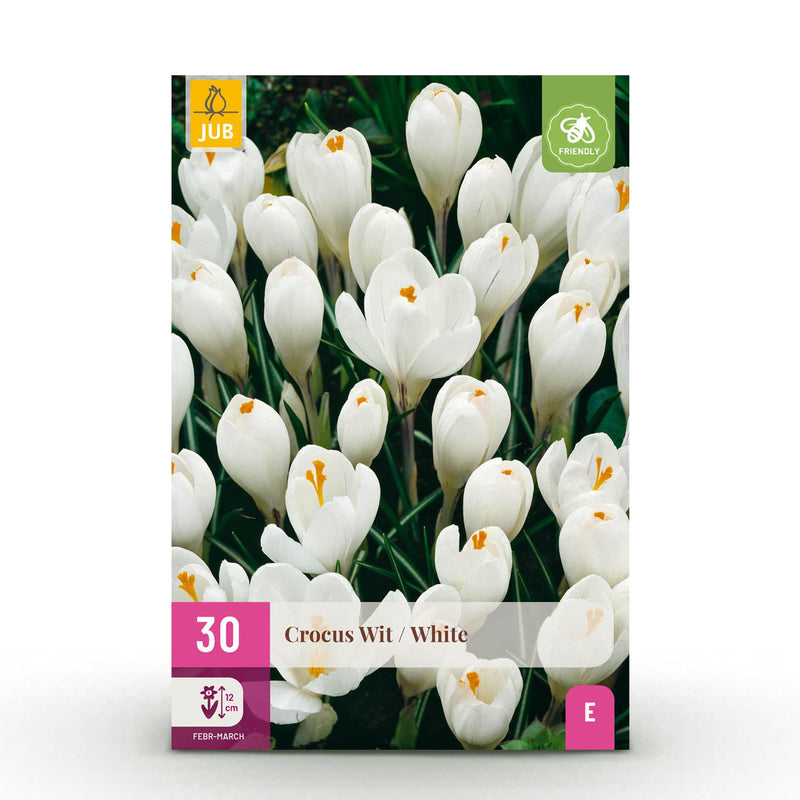 Green boutiQ - Bloembollen - Crocus White - Kleur Geel - 30 stuks - Bolmaat 7/8 - XXL Pack
