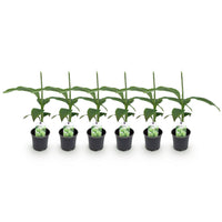 Green boutiQ - Fruitplant - Bananen plant - Musa Basjoo - Winterhard - 6 planten - Pot 12cm Hoogte 30cm