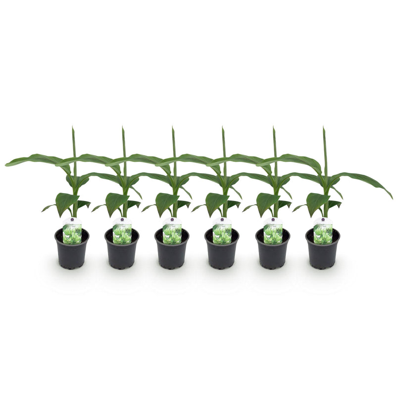 Green boutiQ - Fruitplant - Bananen plant - Musa Basjoo - Winterhard - 6 planten - Pot 12cm Hoogte 30cm