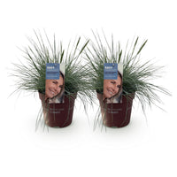 Green boutiQ - Siergrassen - Festuca glauca Intense Blue  - Blauw - 2 Planten - Bladhoudend - Weinig Onderhoud - Pot 17cm Hoogte 50cm