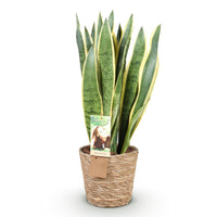 Green BoutiQ - Green is... Kamerplanten - Sanseveria Laurentii - Vrouwentong - Weinig onderhoud - met mand - Groen - 1 Plant - Pot 21cm - Hoogte 70-80cm