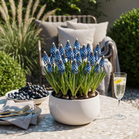 Green boutiQ - Bloembollen - Muscari Armeniacum - Kleur Blauw - 50 stuks - Bolmaat 8/9 - XXL Pack