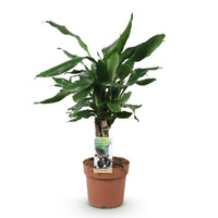 Green BoutiQ - Green is... Kamerplanten - Dracaena fragrans Steudneri - Drakenbloedboom - Weinig onderhoud - Groen - 1 Plant - Pot 17cm - Hoogte 50-55cm