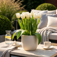 Green boutiQ - Bloembollen - Tulp Triumph White - Kleur Wit - 15 stuks - Bolmaat 11/12 - XXL Pack