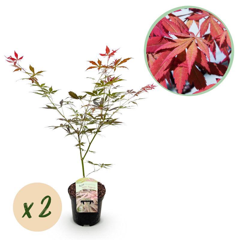 Green boutiQ - Terrasplant - Japanse Esdoorn - Acer palmatum Sumi-nagashi - Rood - 2 Planten - Bladverliezend - Pot 19cm Hoogte 70cm
