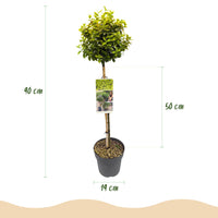 Green boutiQ - Plant op Stam - Euonymus fortunei Emerald n Gold - Terras Plant - Bladhoudend - Winterhard - Groen-Geel Blad - Pot 19cm Hoogte 90cm