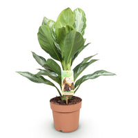 Green BoutiQ - Green is... Kamerplanten - Aglaonema Silver Bay - Zilverblad - Weinig onderhoud - Groen - 1 Plant - Pot 17cm - Hoogte 70-75cm