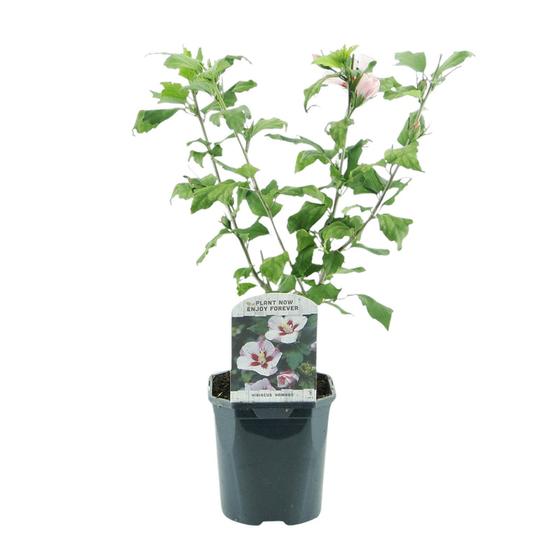Green boutiQ - Heesters - Hibiscus syriacus Hamabo - Bloem Licht roze - 1 Plant - Bladverliezend - Weinig Onderhoud - Pot 17cm Hoogte 45cm