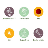 Green boutiQ - Fruitplant - Bananen plant - Ensete ventricosum Maurelli - Winterhard - 4 planten - Pot 17cm Hoogte 40cm