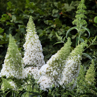 Green boutiQ - Vlinderstruik - Buddleja davidii White Profusion - Bloem Wit - 1 Plant - Bladverliezend - Vlinderlokkend -  Pot 17cm Hoogte 25cm