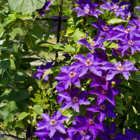 Green boutiQ - Klimplant - Clematis Blue Angel