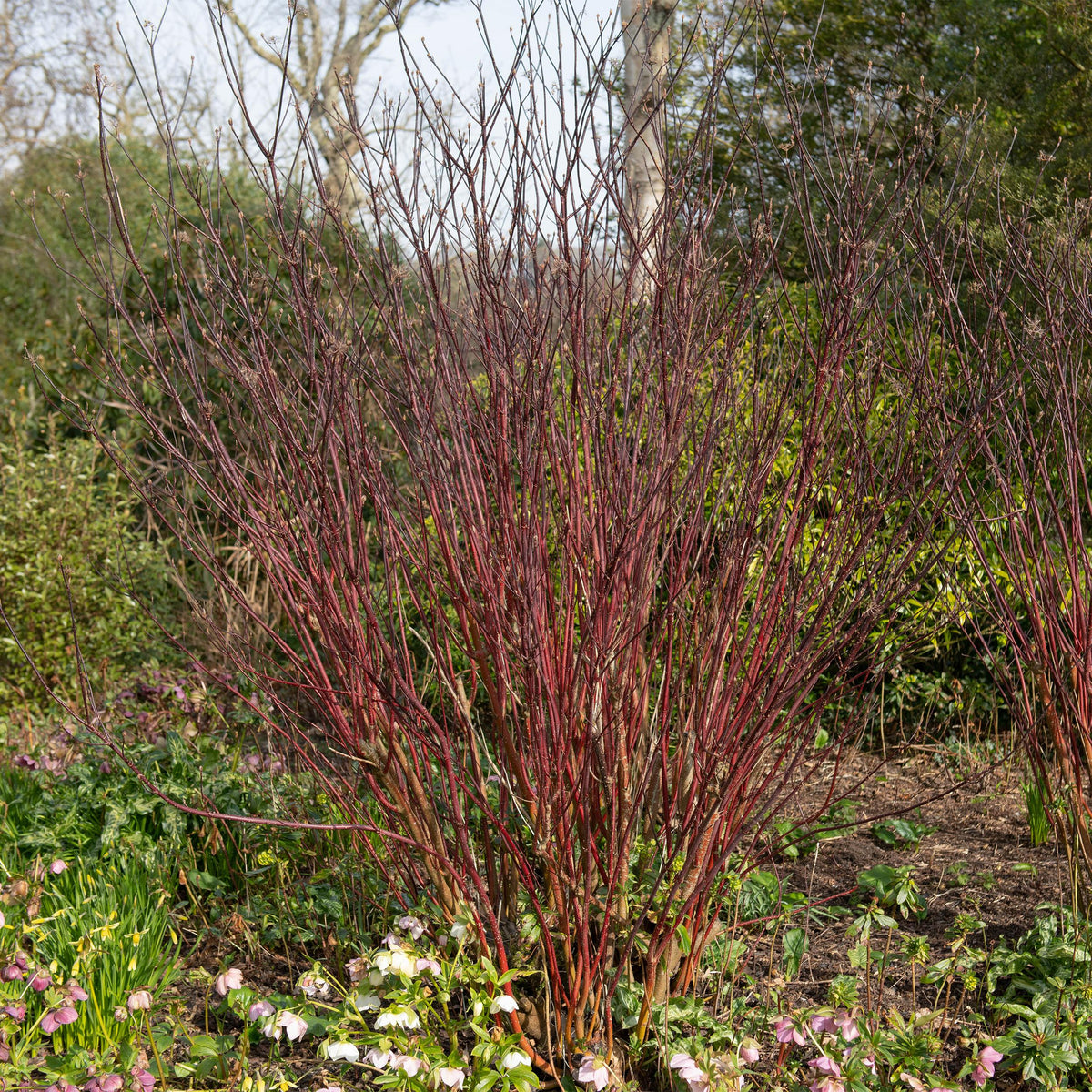 Green boutiQ - Heesters - Cornus alba Kesselringii - Paarse Takken - 1 Plant - Bladverliezend - Weinig Onderhoud - Pot 17cm Hoogte 45cm