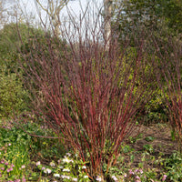Green boutiQ - Heesters - Cornus alba Kesselringii - Paarse Takken - 1 Plant - Bladverliezend - Weinig Onderhoud - Pot 17cm Hoogte 45cm