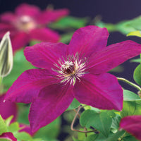 Green boutiQ - Klimplant - Clematis Westerplatte - Bloem Rood - Weinig onderhoud -2 planten -  Pot 11cm Hoogte 40cm