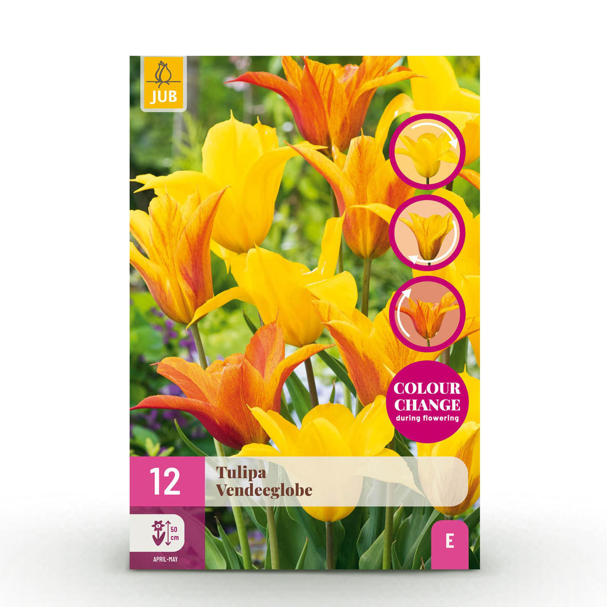 Green boutiQ - Bloembollen - Tulp Vendeeglobe - Kleur Geel - 12 stuks - Bolmaat 11/12 - XXL Pack