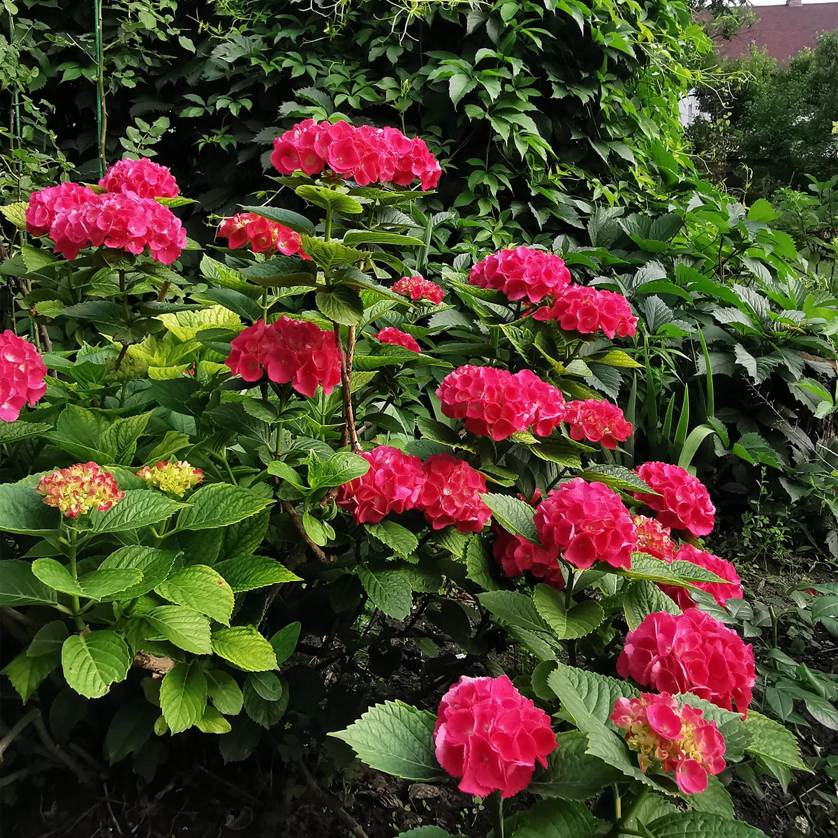 Green boutiQ - Hortensia - Hydrangea macrophylla Red - Bloem Rood - 3 Planten - 1 m2 - Bladverliezend - Weinig Onderhoud - Pot 17cm Hoogte 30cm