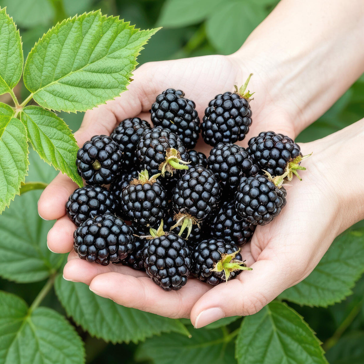Green boutiQ - Fruitplanten - Braam - Rubus Black Satin - Winterhard - 3 Planten - Pot 9 cm - Zwarte Braam