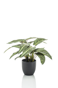 Kunstplant - Calathea Zebrina - Schaduwplant - 38 cm