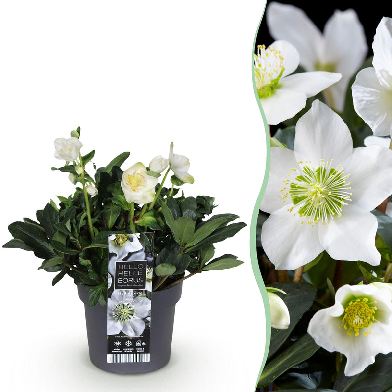 Green boutiQ - Tuinplant - Kerstroos - Helleborus Christmas Carol  - Witte Bloem -1 Plant - Groenblijvend - Pot 17cm Hoogte 35cm