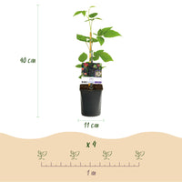 Green boutiQ - Fruitplant - Braam - Rubus Black Satin - Zwarte Braam - Doornloos - 2 planten -  Pot 11cm Hoogte 40cm