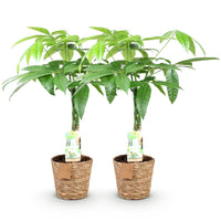 Green BoutiQ - Green is... Kamerplanten - Pachira Aquatica gevlochten stam - Geldboom - Weinig onderhoud - met mand - Groen - 2 Planten - Pot 17cm - Hoogte 60-70cm
