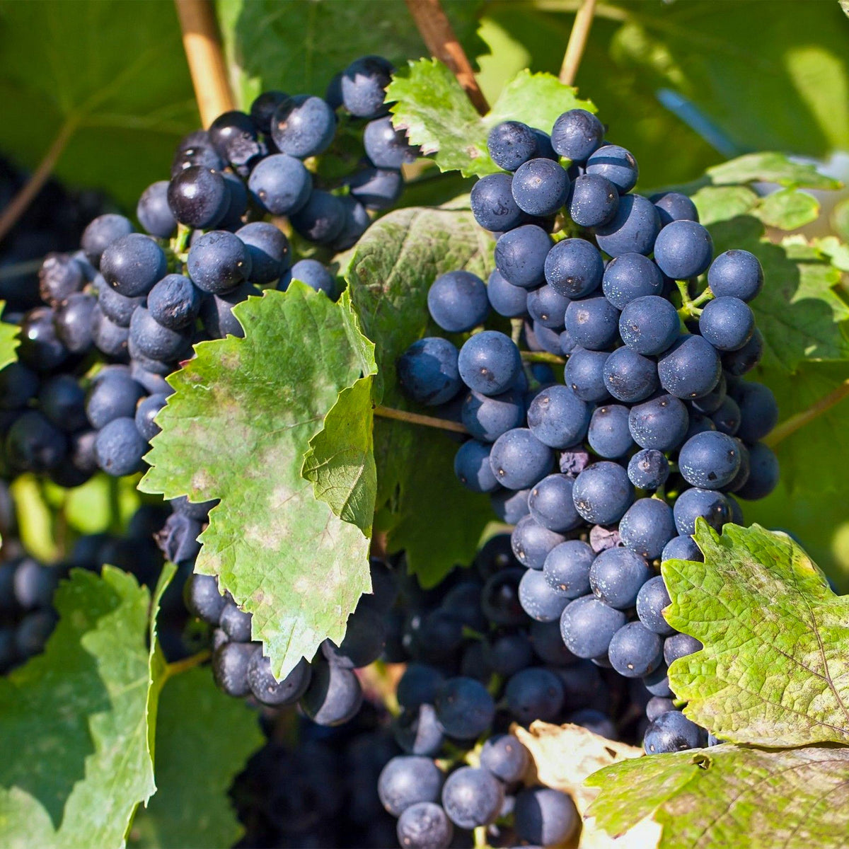 Green boutiQ - Fruitplant - Blauwe Druif - Vitis vinifera Regent - 2 planten - Pot 15cm Hoogte 50cm