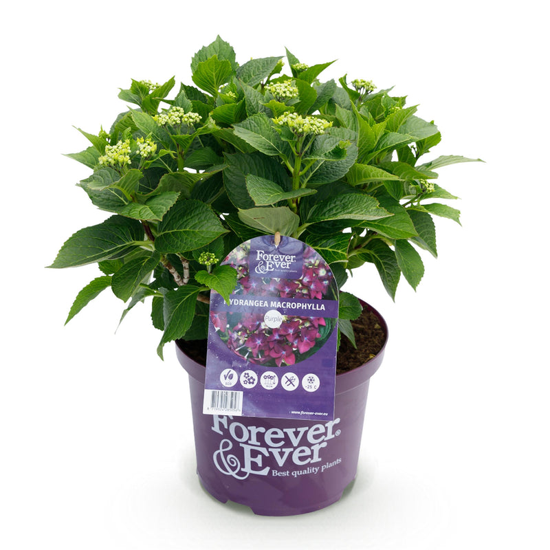 Green boutiQ - Terrasplant - Hortensia - Hydrangea Forever & Ever - Paars - 7-12 Bloemen - Pot 23cm Hoogte 55cm