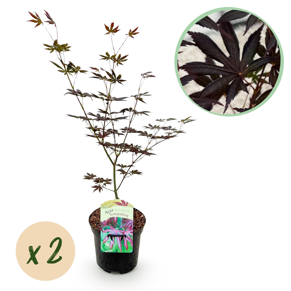 Green boutiQ - Terrasplant - Japanse Esdoorn - Acer palmatum Trompenburg -Donker Paars - 2 Planten - Bladverliezend - Pot 19cm Hoogte 70cm