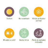 Green boutiQ - Bloembollen - Tulp Vendeeglobe - Kleur Geel - 12 stuks - Bolmaat 11/12 - XXL Pack