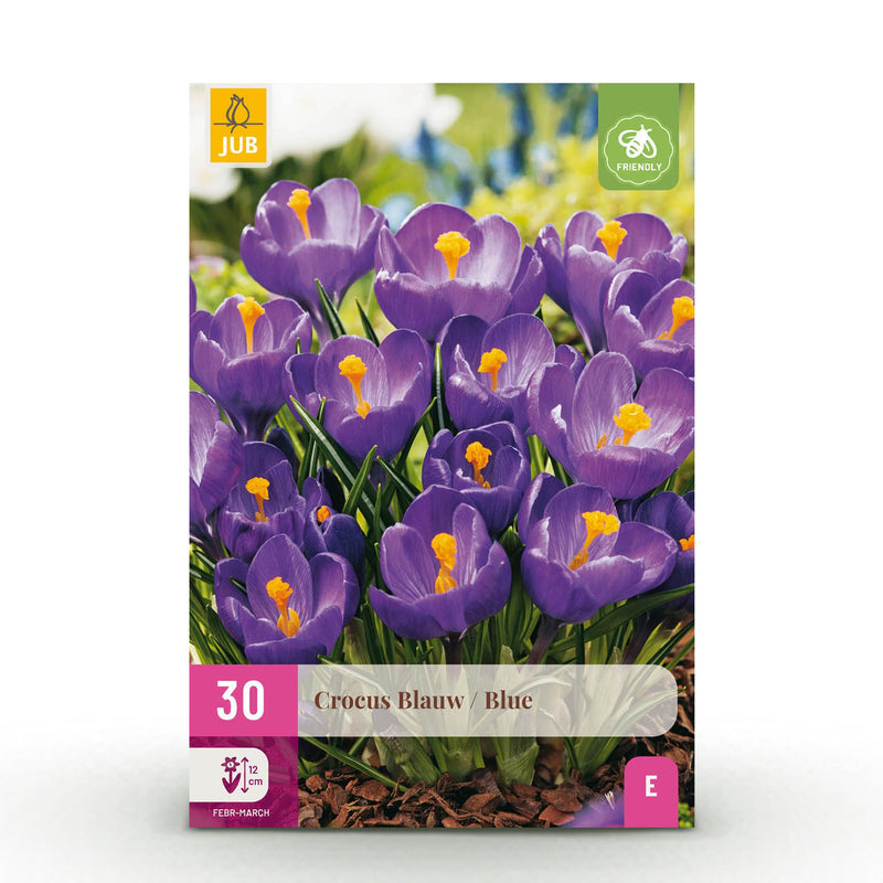 Green boutiQ - Bloembollen - Crocus Blue - Kleur Blauw - 30 stuks - Bolmaat 7/8 - XXL Pack
