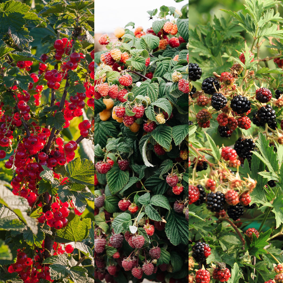 Green boutiQ - Fruit planten mix - Rode Bes, Rode Framboos, Zwarte Braam - 3 planten - Pot 11cm Hoogte 40cm