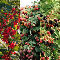 Green boutiQ - Fruit planten mix - Rode Bes, Rode Framboos, Zwarte Braam - 3 planten - Pot 11cm Hoogte 40cm