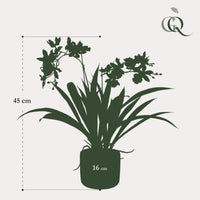 Kunstplant - Orchidee - Bordeaux - 45cm
