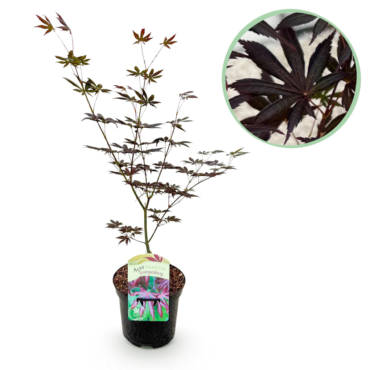 Green boutiQ - Terrasplant - Japanse Esdoorn - Acer palmatum Trompenburg -Donker Paars - 1 Plant - Bladverliezend - Pot 19cm Hoogte 70cm