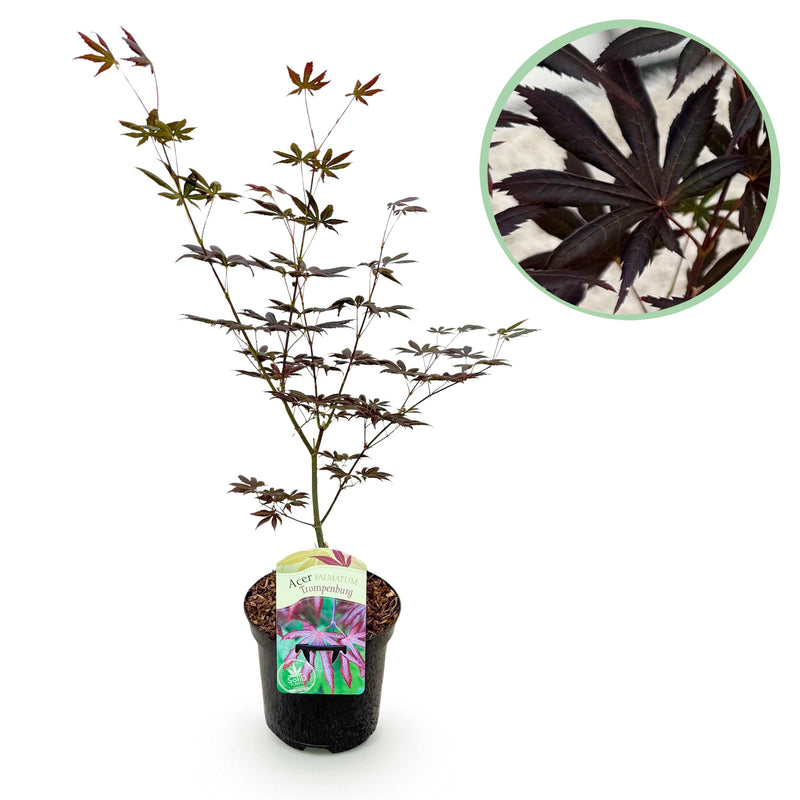 Green boutiQ - Terrasplant - Japanse Esdoorn - Acer palmatum Trompenburg -Donker Paars - 1 Plant - Bladverliezend - Pot 19cm Hoogte 70cm