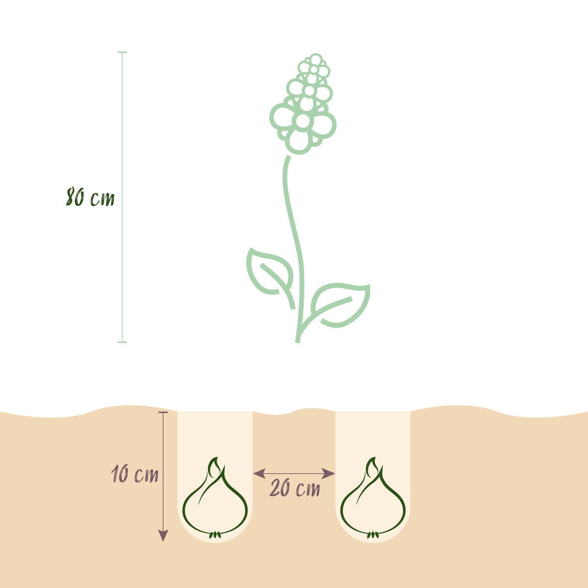 Green boutiQ - Bloembollen - Camassia Leichtlinii Mix - Kleur Paars en Wit - 5 stuks - Bolmaat 12/14 - XXL Pack