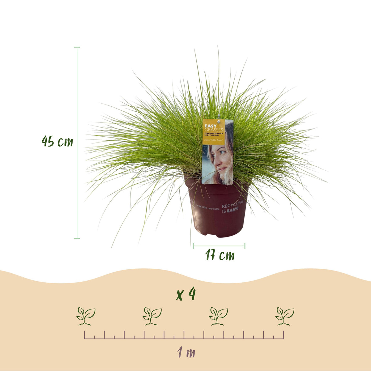 Green boutiQ - Siergrassen - Festuca glauca Golden Toupee - Geel - 2 Planten - Bladhoudend - Weinig Onderhoud - Pot 17cm Hoogte 50cm