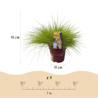 Green boutiQ - Siergrassen - Festuca glauca Golden Toupee - Geel - 2 Planten - Bladhoudend - Weinig Onderhoud - Pot 17cm Hoogte 50cm