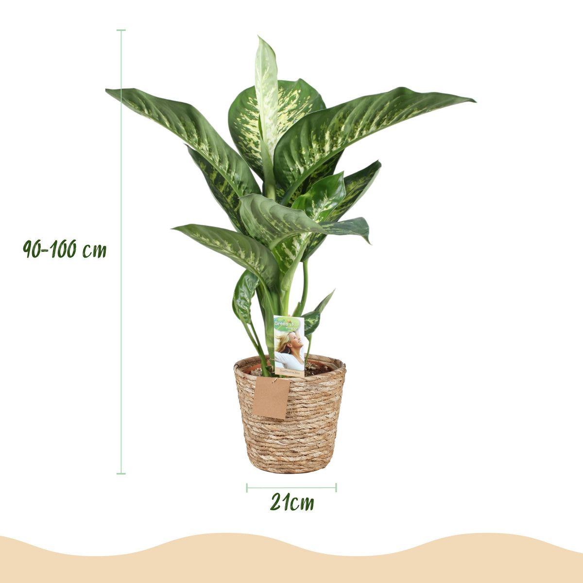 Green BoutiQ - Green is... Kamerplanten - Diefenbachia Tropic Snow - Dieffenbachia - Weinig onderhoud - met mand - Groen - 1 Plant - Pot 21cm - Hoogte 90-100cm