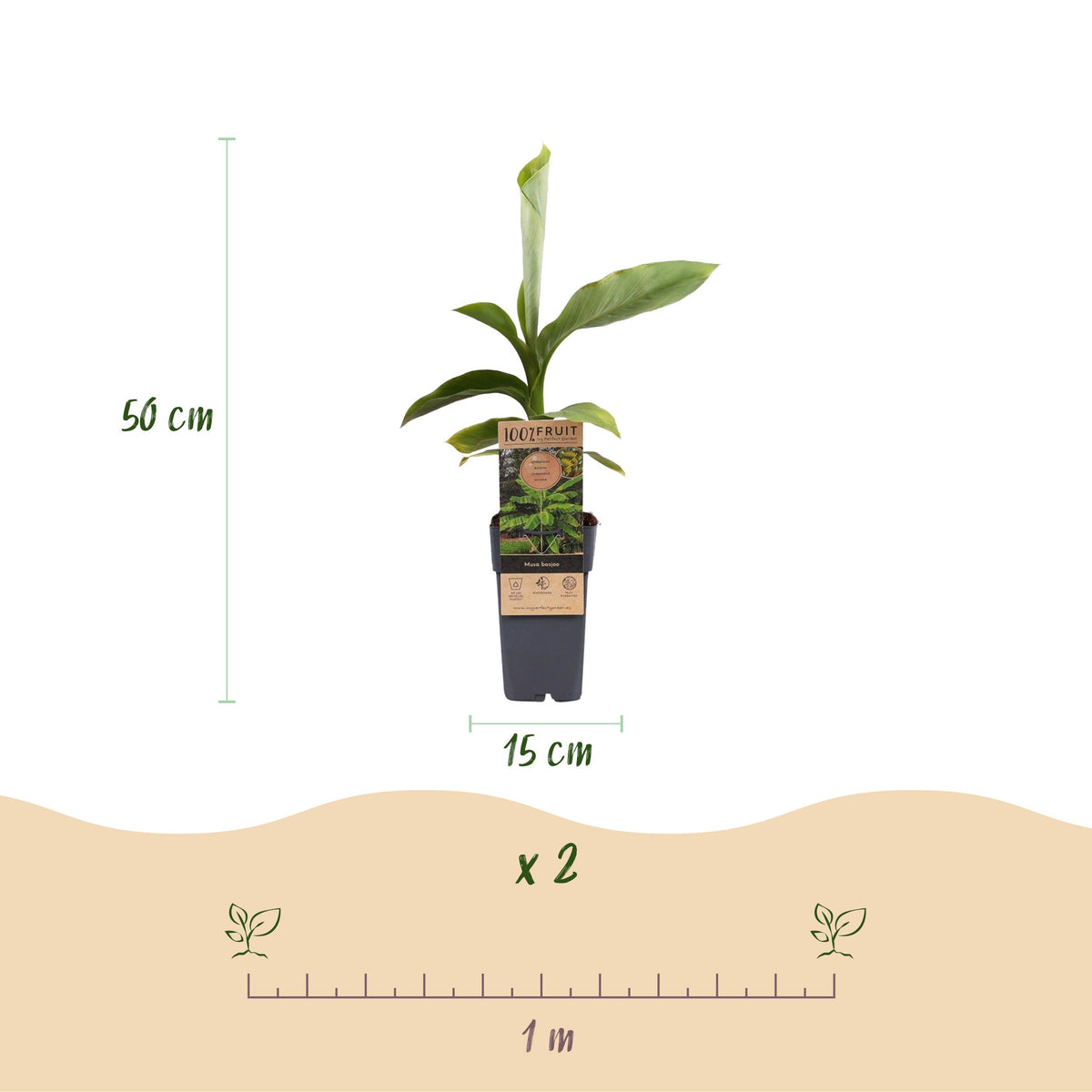 Green boutiQ - Fruitplant - Japanse vezelbanaan - Musa Basjoo - Winterhard - 2 planten - Pot 15cm Hoogte 50cm