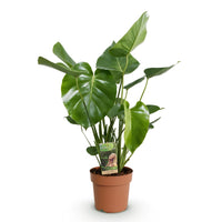 Green BoutiQ - Green is... Kamerplanten - Monstera Deliciosa - Gatenplant - Weinig onderhoud - Groen - 1 Plant - Pot 17cm - Hoogte 50-55cm